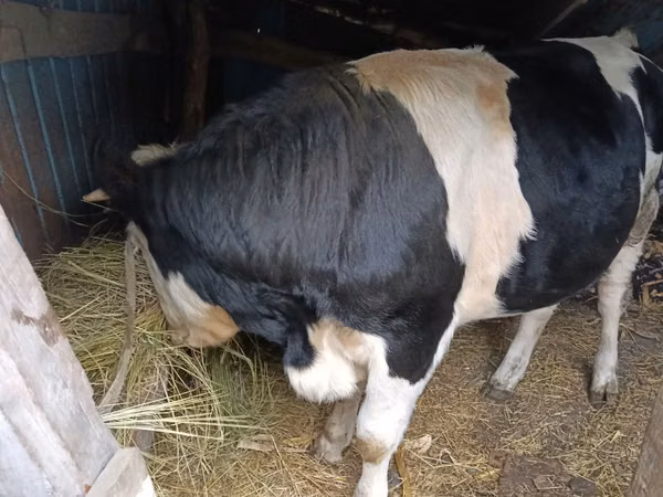 सांड, Russian Black pied cattle