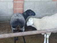 Sheep, Sheep — photo 3