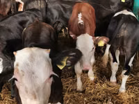 Cattle (batch, sex not specified), Hereford — photo 3