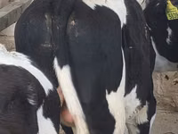 Toro, Russian Black pied cattle — foto 2