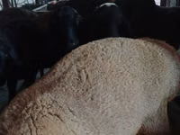 Ziegenbock, Boer goat — Foto 3