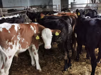 Bulle, Simmental cattle — Foto 3