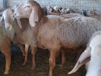 Widder, Arashan sheep — Foto 5
