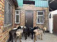 نعجة, Rhon sheep — الصورة 7