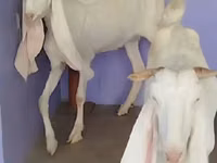 عنزة, Gulabi goats — الصورة 3
