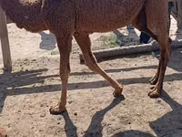 إبل (دفعة، الجنس غير محدد), Kazakh Bactrian camel — الصورة 3