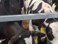 Toro, Simmental cattle — foto 6