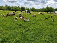 Vaca, Raza Holstein — foto 5