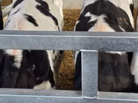 Toro, Russian Black pied cattle — foto 2