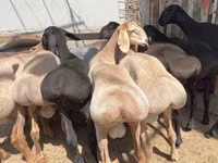Widder, Hissar sheep — Foto 5