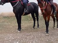 Horse (M), Karabakh horse — photo 2