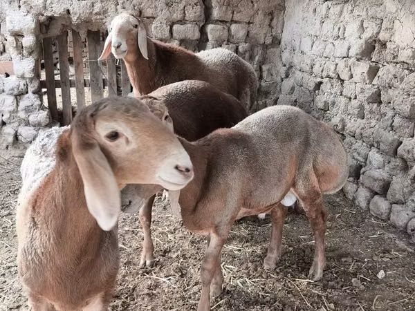 Ram, Arashan sheep