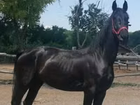 Mare, Friesian — photo 4
