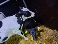 Bull, Limousin cow — photo 1