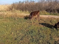 Kuh, Alatau-Rasse — Foto 5