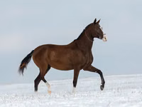 घोड़ी, Akhal-Teke — फ़ोटो 5