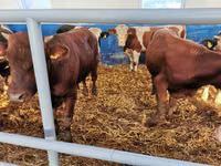 मवेशी (लॉट, लिंग निर्दिष्ट नहीं), Simmental cattle — फ़ोटो 5