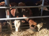 Toro, Simmental cattle — foto 5