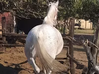 فرس, Lipizzaner — الصورة 2