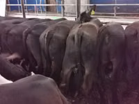 Bulle, Aberdeen-Angus — Foto 2