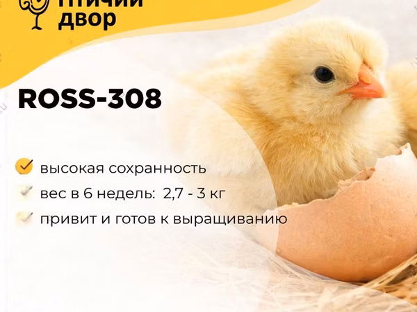Хидон Конвертер