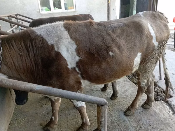 Kuh, Simmental cattle