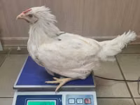 Chickens — foto 6