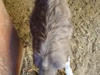 Ziegenbock, Toggenburg goat — Foto 3