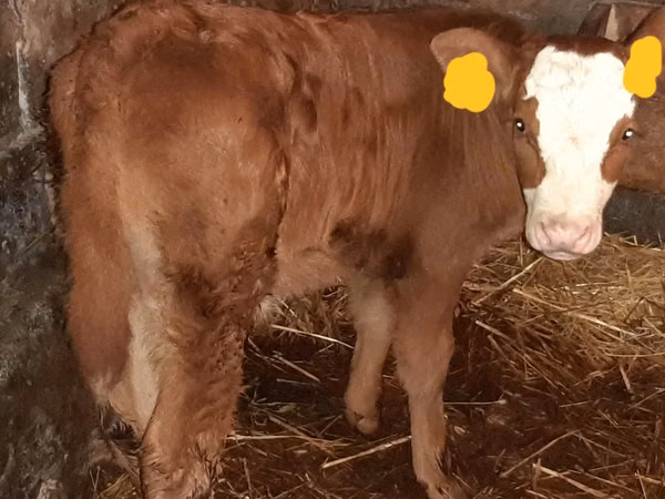 Rinder (Partie, Geschlecht nicht angegeben), Hereford