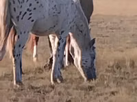 घोड़ा, Priob horse — फ़ोटो 1
