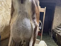Ziege, Kamori goats — Foto 4