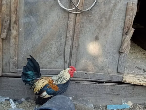 Bantam