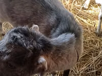 Cabra, LaMancha goats — foto 4