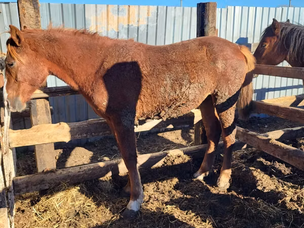 Mare, Horse breed