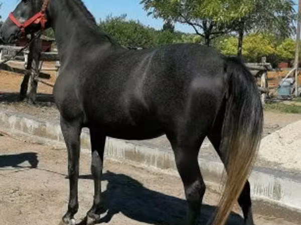 Horse (M), Horses
