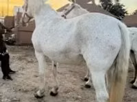 فرس, Lipizzaner — الصورة 3