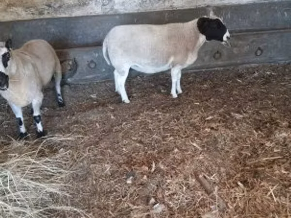 मेढ़ा, Dorper sheep