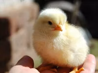 Chickens — الصورة 7