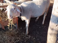 كبش, Lacaune sheep — الصورة 2
