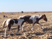 Mare, Pinto horses — photo 2