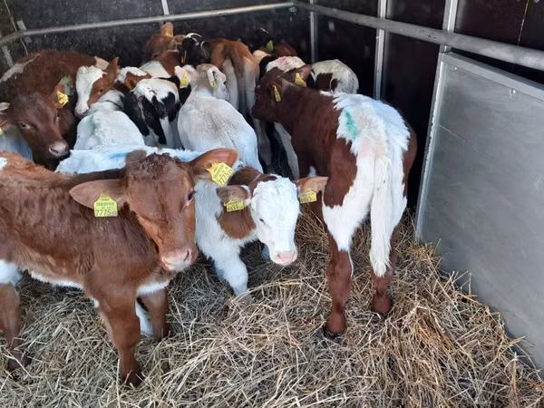 Bulle, Simmental cattle