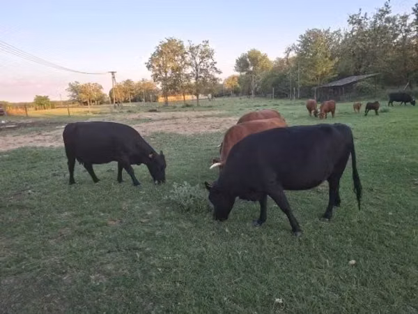 Cow, Dexter
