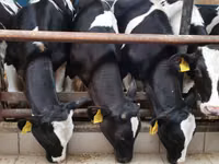 Rinder (Partie, Geschlecht nicht angegeben), Simmental cattle — Foto 7