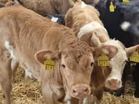 Rinder (Partie, Geschlecht nicht angegeben), Simmental cattle — Foto 5
