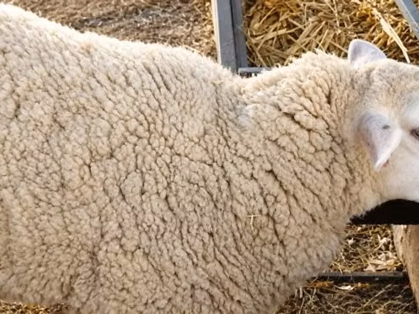 نعجة, British  Milksheep
