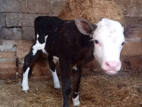 गाय, Russian Black pied cattle