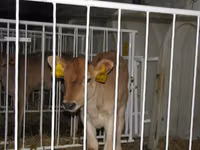 Bull, Galloway cow — photo 8
