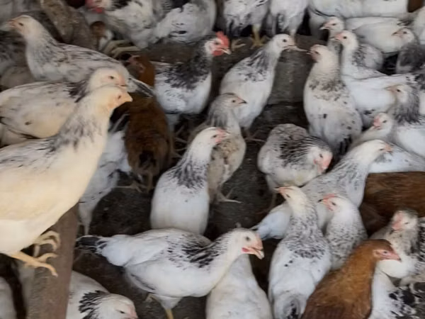 Gallina checa dorada veteada