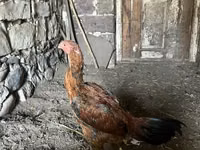 Chickens — फ़ोटो 7