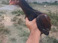Chickens — फ़ोटो 3